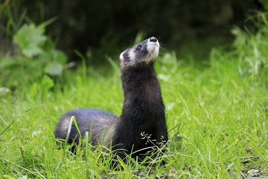 European polecat (Mustela putorius), adult alert