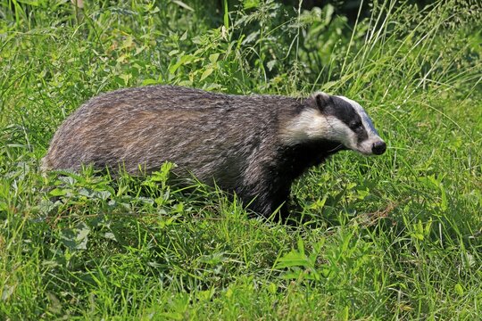 European badger (Meles meles), adult, foraging, Germany