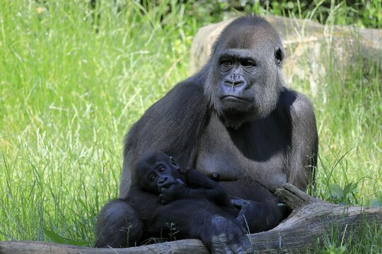 Western gorilla (Gorilla gorilla), adult, female, mother, young, baby, social behaviour, sitting, on ground, captive, western Africa