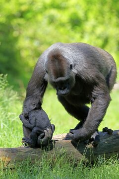 Western gorilla (Gorilla gorilla), adult, female, mother, young, baby, social behaviour, carries young in hand, captive, western Africa