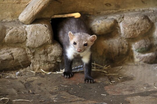 Beech marten (Martes foina), adult, on burrow, alert, captive, Germany