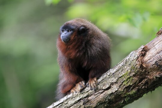 Red-bellied titi (Callicebus moloch), adult, captive, Brazil