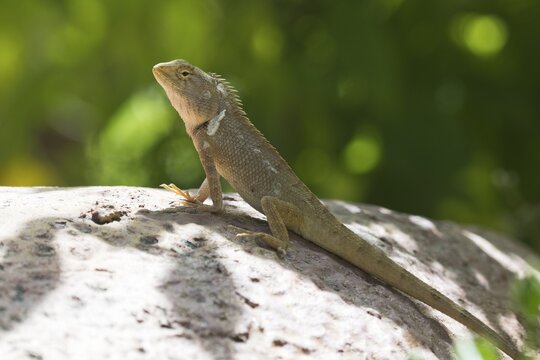 Oriental garden lizard (Calotes versicolor), female, Phan Thiet, Vietnam