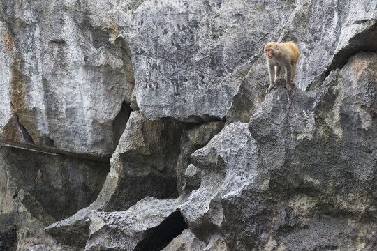 Macaques (Macaca), Hanoi Bay, Gulf of Tonkin, Vietnam