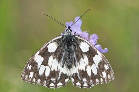 Marbled white (Melanargia galathea), Hesse, Germany