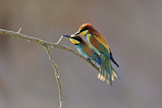 Bee-eater, European bee-eater (Merops apiaster), adult, pair, perch, mating, Rhineland-Palatinate, Germany