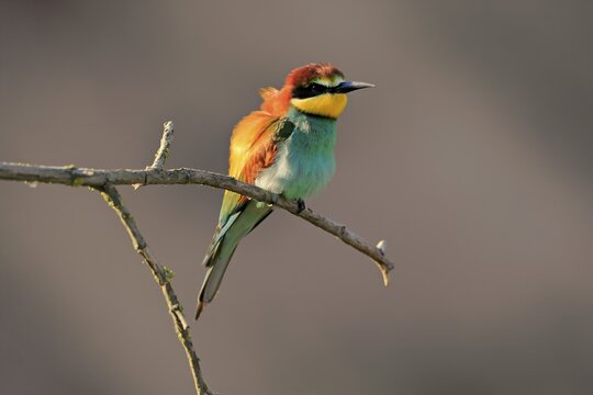 Bee-eater, European bee-eater (Merops apiaster), adult, perch, alert, Rhineland-Palatinate, Germany