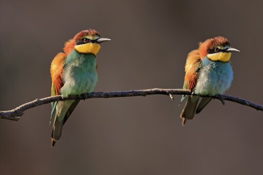 Bee-eater, European bee-eater (Merops apiaster), adult, pair, perch, alert, Rhineland-Palatinate, Germany