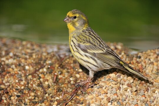 Serin (Serinus serinus), adult, male, at the water, garden pond, Rhineland-Palatinate, Germany