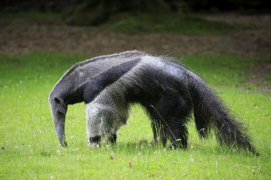 Giant anteater (Myrmecophaga tridactyla), adult, foraging, captive