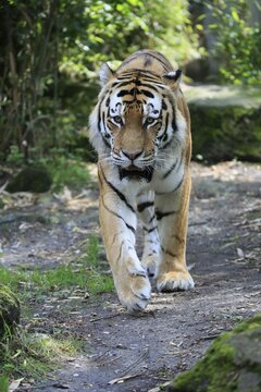 Siberian tiger (Panthera tigris altaica), adult, running, captive