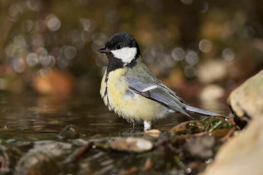 Great tit (Parus major), adult, bathing, in water, garden pond, Rhineland-Palatinate, Germany