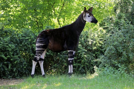Okapi (Okapia johnstoni), adult, foraging, captive