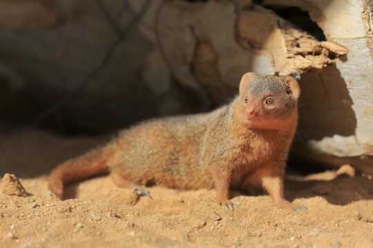 Dwarf mongoose (Helogale parvula), adult, on burrow, alert, captive