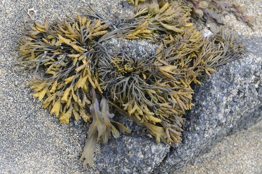 Spiral wrack (Fucus spiralis) and channelled wrack (Pelvetia canaliculata), Saint Quay-Portrieux, Brittany, France