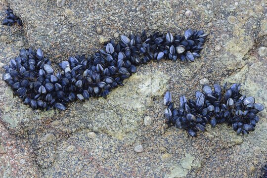 Mytilus (Mytilus edulis) on the beach, Saint Quay-Portrieux, Brittany, France