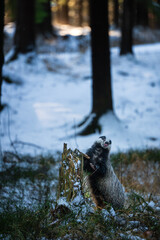 European badger (Meles meles) foraging by a snowy tree stump in the winter forest © Rudolf