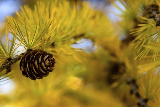 Autumnal yellow larch (Larix) branch with larch cones in the backlight, Schnalstal, Natruns, South Tyrol, Italy