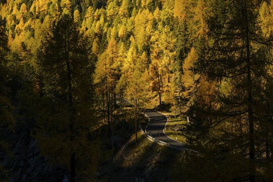 Road in autumnal larch (Larix) forest, with mountains in the background, Martell Valley, Natruns, South Tyrol, Italy