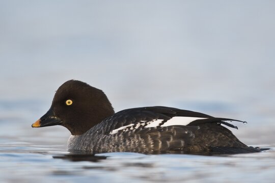 Common goldeneye (Bucephala clangula), Emsland, Lower Saxony, Germany