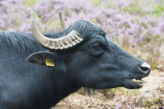 Water buffalo (Bubalus arnee) as a landscape keeper, Emsland, Lower Saxony, Germany