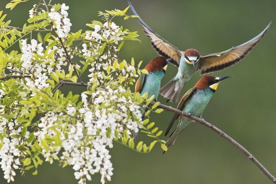 Bee-eater (Merops apiaster) in flowering black locust (Robinia pseudoacacia), Rhineland-Palatinate, Germany