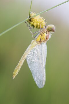 Common darter (Sympetrum striolatum), freshly hatched, Emsland, Lower Saxony, Germany