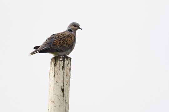 Turtle dove (Streptopelia turtur), sitting on a pole, Emsland, Lower Saxony, Germany
