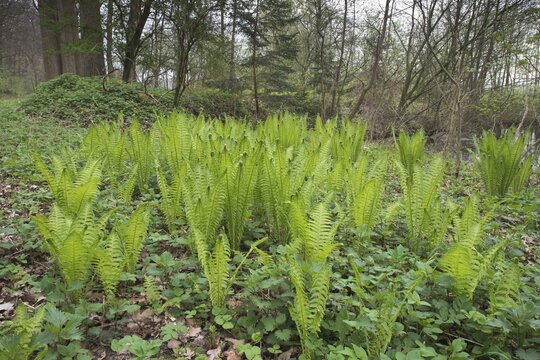 Ostrich fern (Matteuccia struthiopteris), Emsland, Lower Saxony, Germany