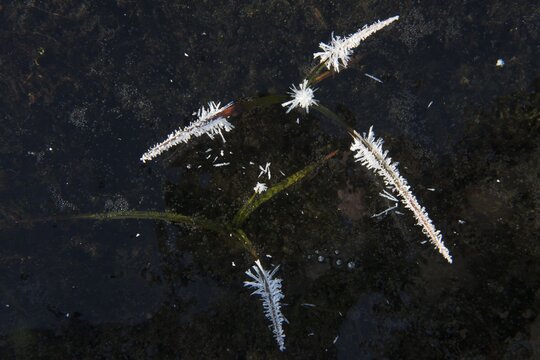 Hoarfrost on grasses in the ice, Emsland, Lower Saxony, Germany