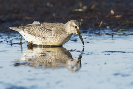 Red knot (Calidris canutus), Mecklenburg-Western Pomerania, Germany
