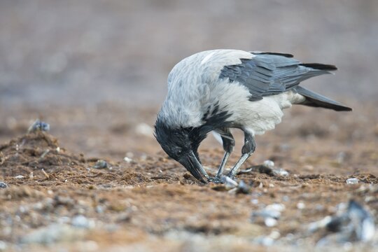 Carrion crow (Corvus corone), Mecklenburg-Vorpommern, Germany