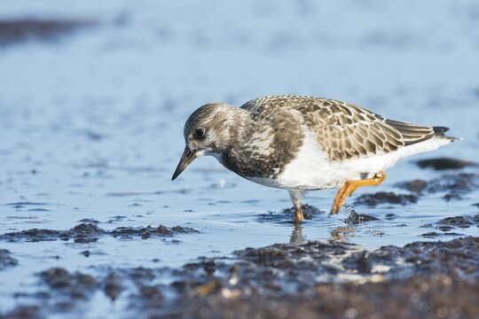 Ruddy turnstone (Arenaria interpres), Mecklenburg-Vorpommern, Germany