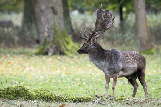 Fallow deer (Dama dama), Lower Saxony, Germany
