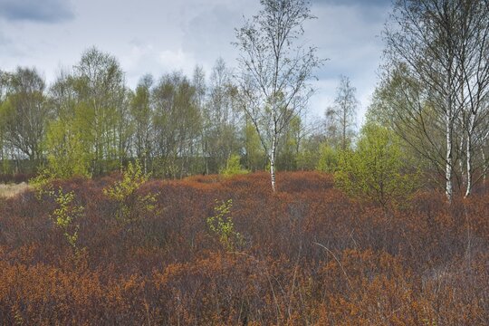 Bog myrtle (Myrica gale) in the moor, Emsland, Lower Saxony, Germany