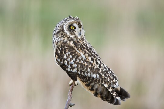 Short-eared Owl (Asio flammeus), Lower Saxony, Germany
