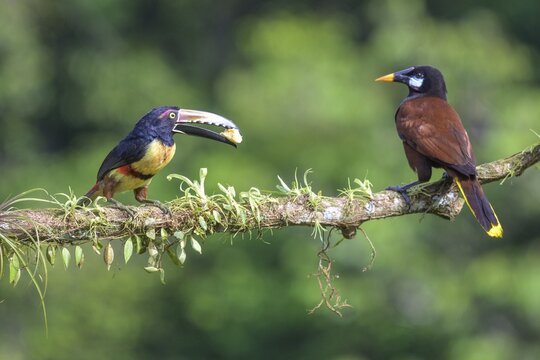 Montezuma oropendola (Gymnostinops montezuma) and collared aracari (Pteroglossus torquatus), Laguna del Lagarto Eco-Lodge, San Carlos, Alajuela Province, Costa Rica