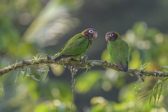Brown-hooded parrots (Pyrilia haematotis), Laguna del Lagarto Eco-Lodge, San Carlos, Alajuela Province, Costa Rica