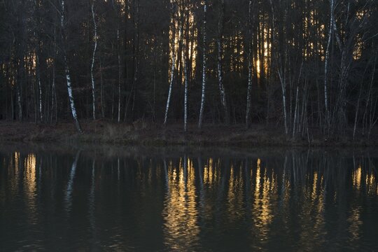 Reflection of warty birch (Betula pendula) trunks in water, Emsland, Lower Saxony, Germany