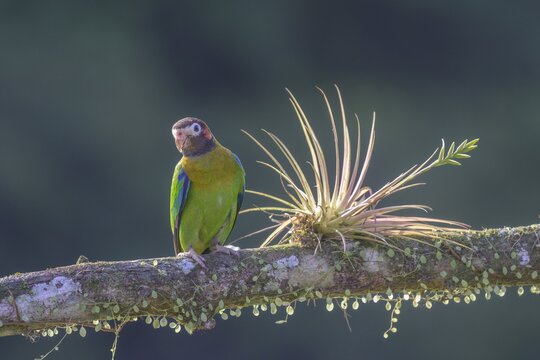 Brown-hooded parrot (Pyrilia haematotis), Laguna del Lagarto Eco-Lodge, San Carlos, Alajuela Province, Costa Rica