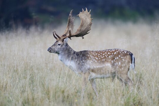 Fallow deer (Dama dama), J&auml;gersborg, Denmark