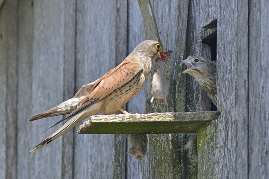 Common kestrel (Falco tinnunculus), handing over a mouse to a young bird, Emsland, Lower Saxony, Germany