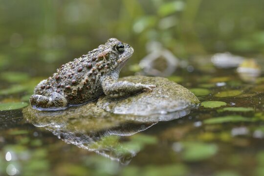 Natterjack toad (Bufo calamita), Emsland, Lower Saxony, Germany