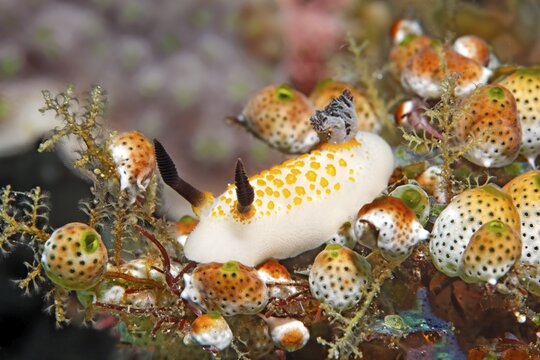 Yellow-spotted star snail (Cadlinella sp.) Nudibranch, Opisthobranchia, crawls between sea squirts, Banda Sea, Pacific Ocean, Saparua, Island, Moluccas, Indonesia
