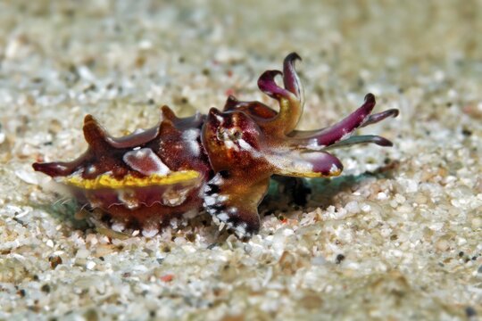Prachtsepia, or flamboyant cuttlefish (Metasepia pfefferi), or Flaming Sepia, on sandy bottom, Banda Sea, Pacific Ocean, Saparua, Island, Moluccas, Indonesia