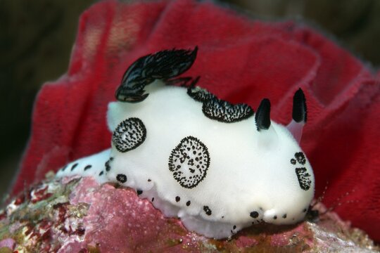 Hind gill snail, nudibranch (Jorunna funebris) in front of clutch of a Spanish spanish dancer (Hexabranchus sanguineus), Banda Sea, Pacific Ocean, Saparua, Island, Moluccas, Indonesia