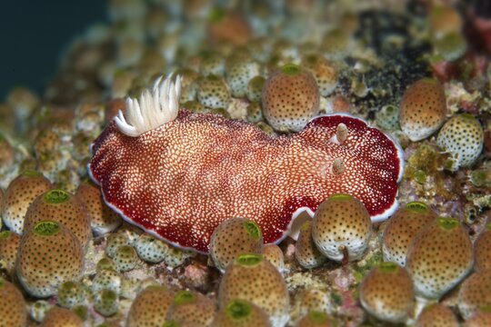 Goniobranchus reticulatus (Chromodoris reticulata), nudibranch, Opisthobranchia crawls between green urn sea squirt (Didemnum molle), red, Banda Sea, Pacific Ocean, Saparua, Island, Moluccas, Indonesia