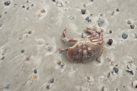 Dead european green crab (Carcinus maenas) between mussel shells on the beach, Langeoog, Lower Saxony, Germany