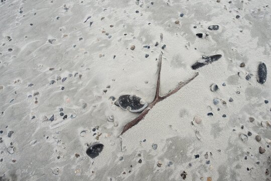 Beach Still Life, Shells and Wood on the Beach, Langeoog, Lower Saxony, Germany