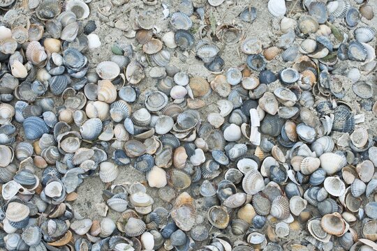 Mussel shells, common cockle (Cerastoderma edule) on the beach, Langeoog, Lower Saxony, Germany